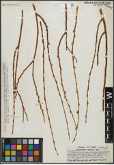 Foto von Salix pseudocordata Andersson